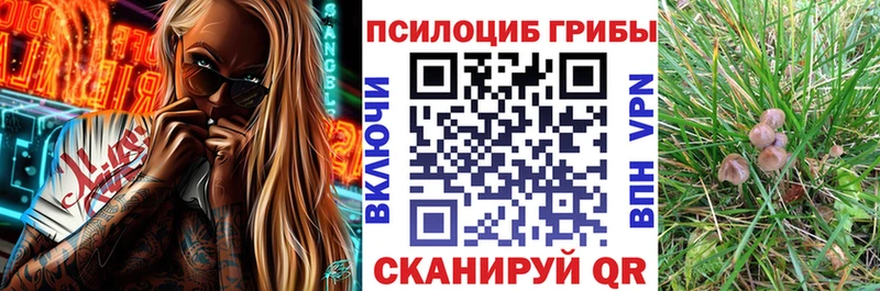 закладки  Горнозаводск  Псилоцибиновые грибы прущие грибы 
